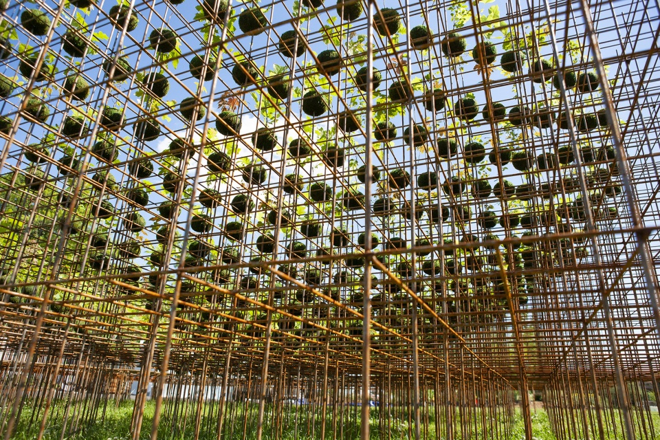 kokedama forest by nomad studio