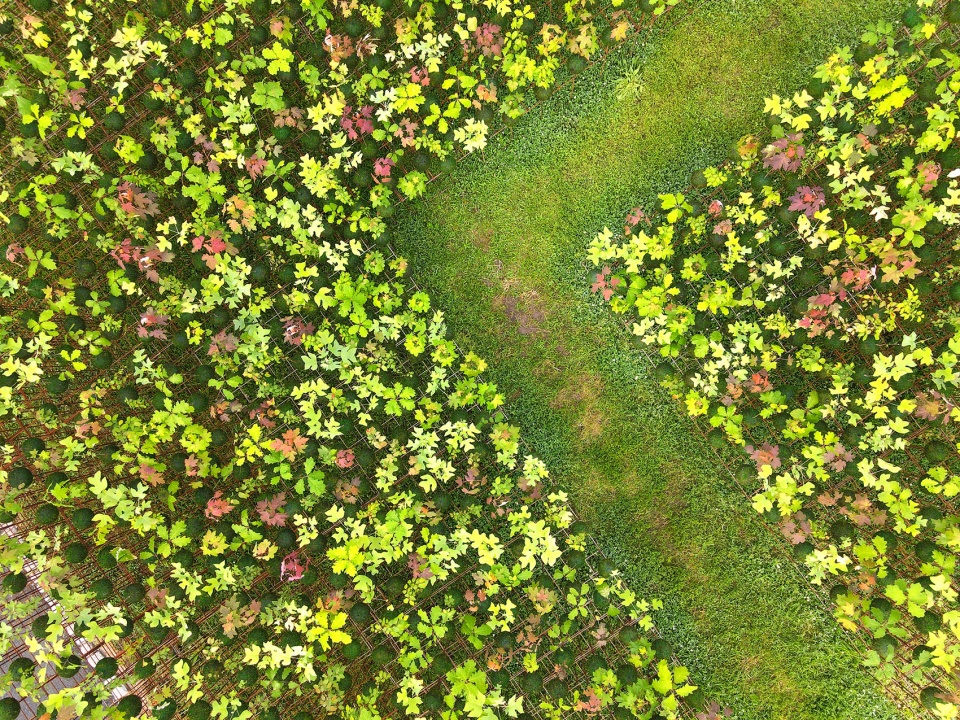 kokedama forest by nomad studio