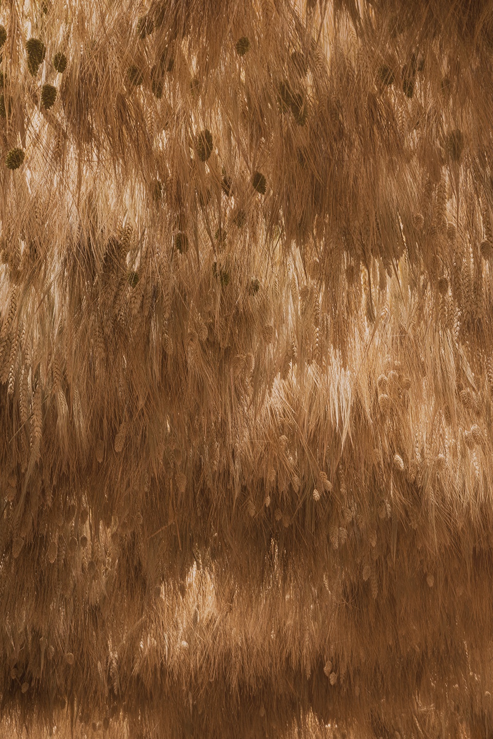 bath barley by wewantmore