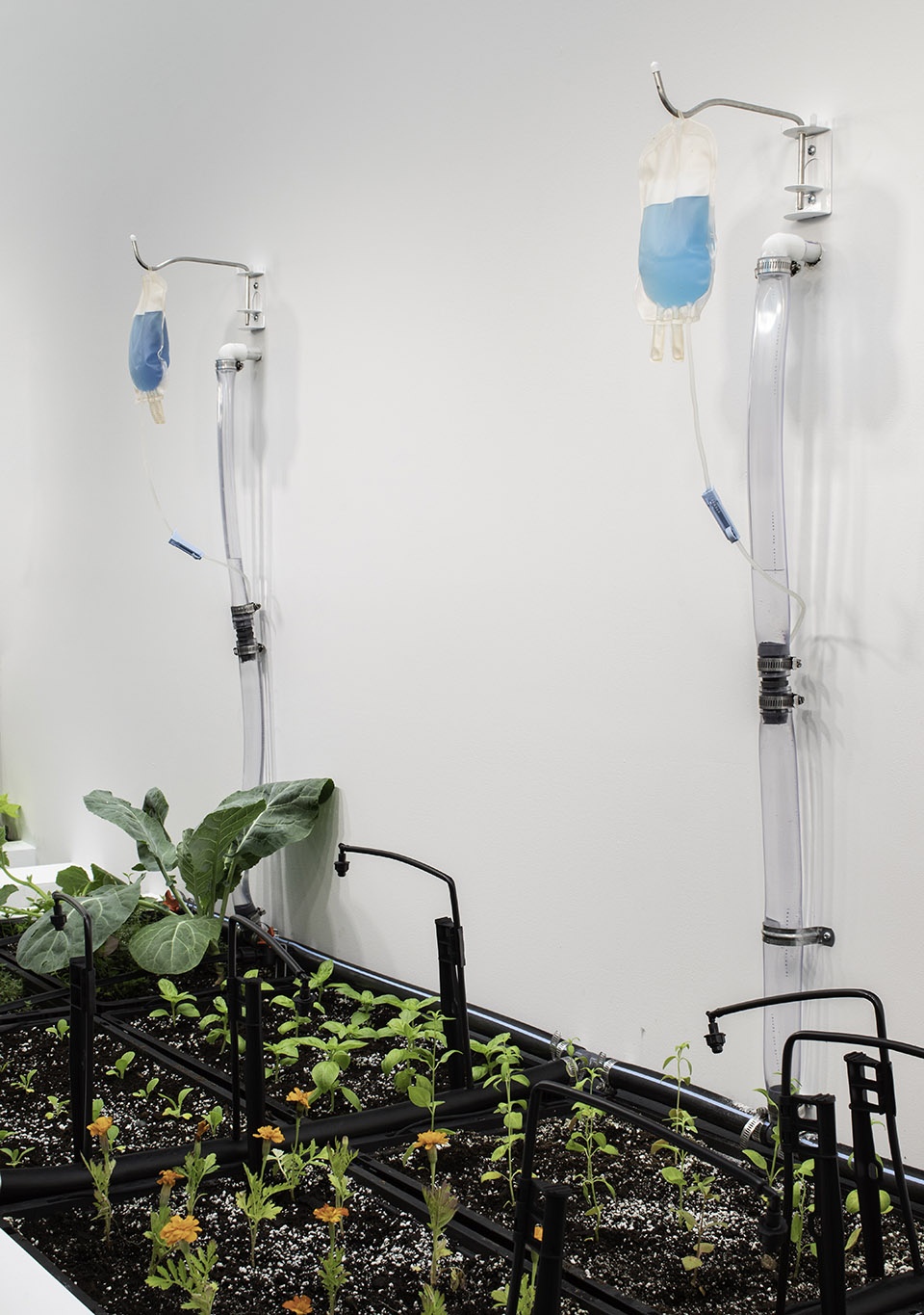 dsr collaborates with linda goode bryant on a fully operational urban farm in gagosians chelsea gallery