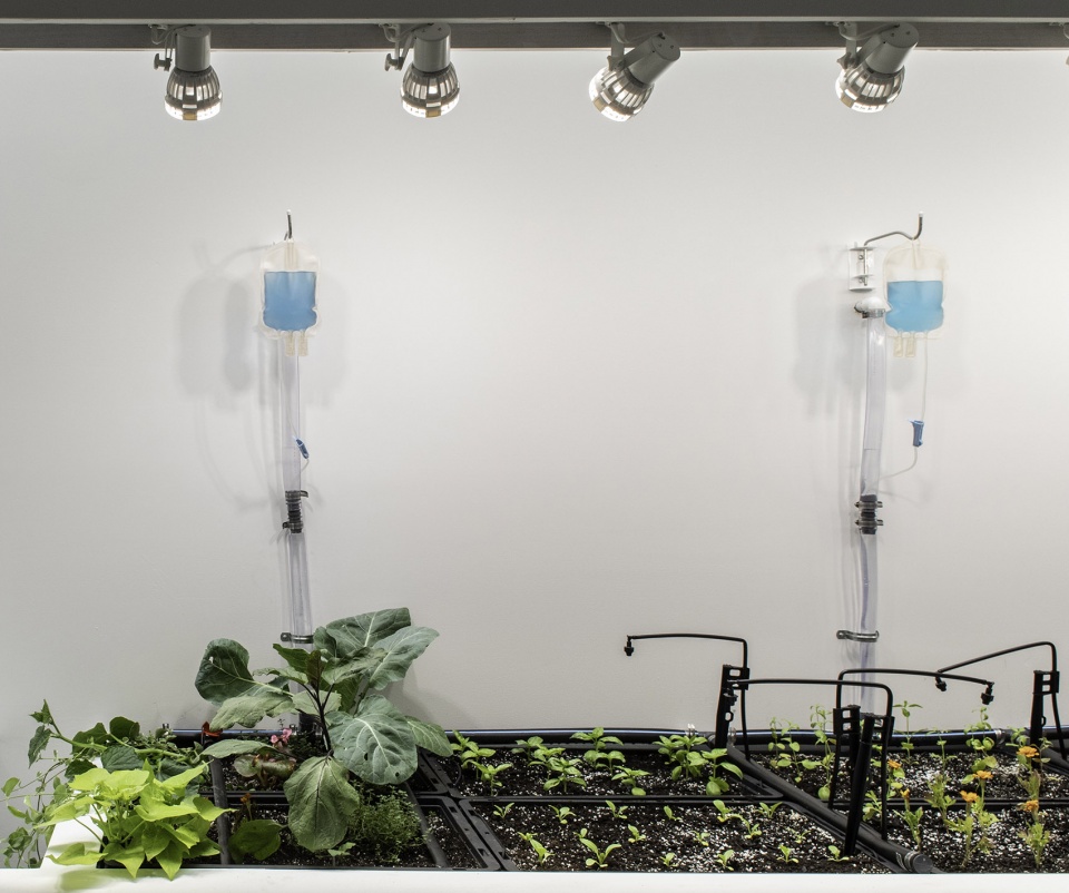 dsr collaborates with linda goode bryant on a fully operational urban farm in gagosians chelsea gallery