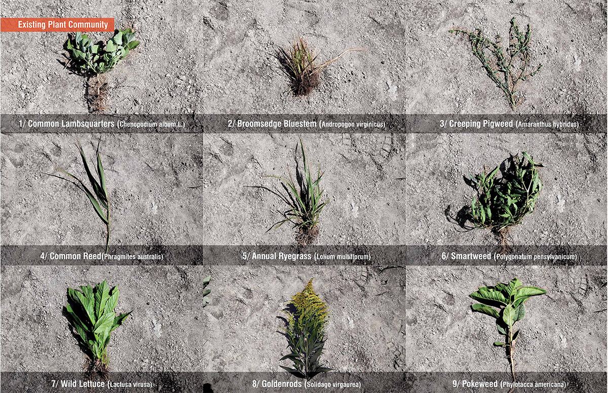 2020 asla research award of honor seeding specificity materials and methods for novel ecoystems mahan rykiel associates