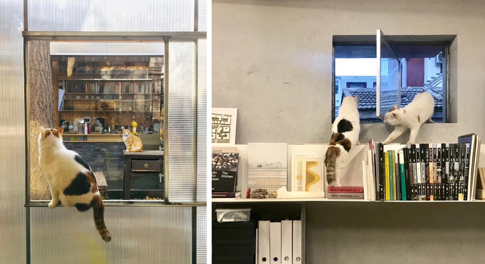 cat Under 35 Liu Chen
