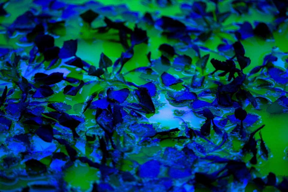 life by olafur eliasson