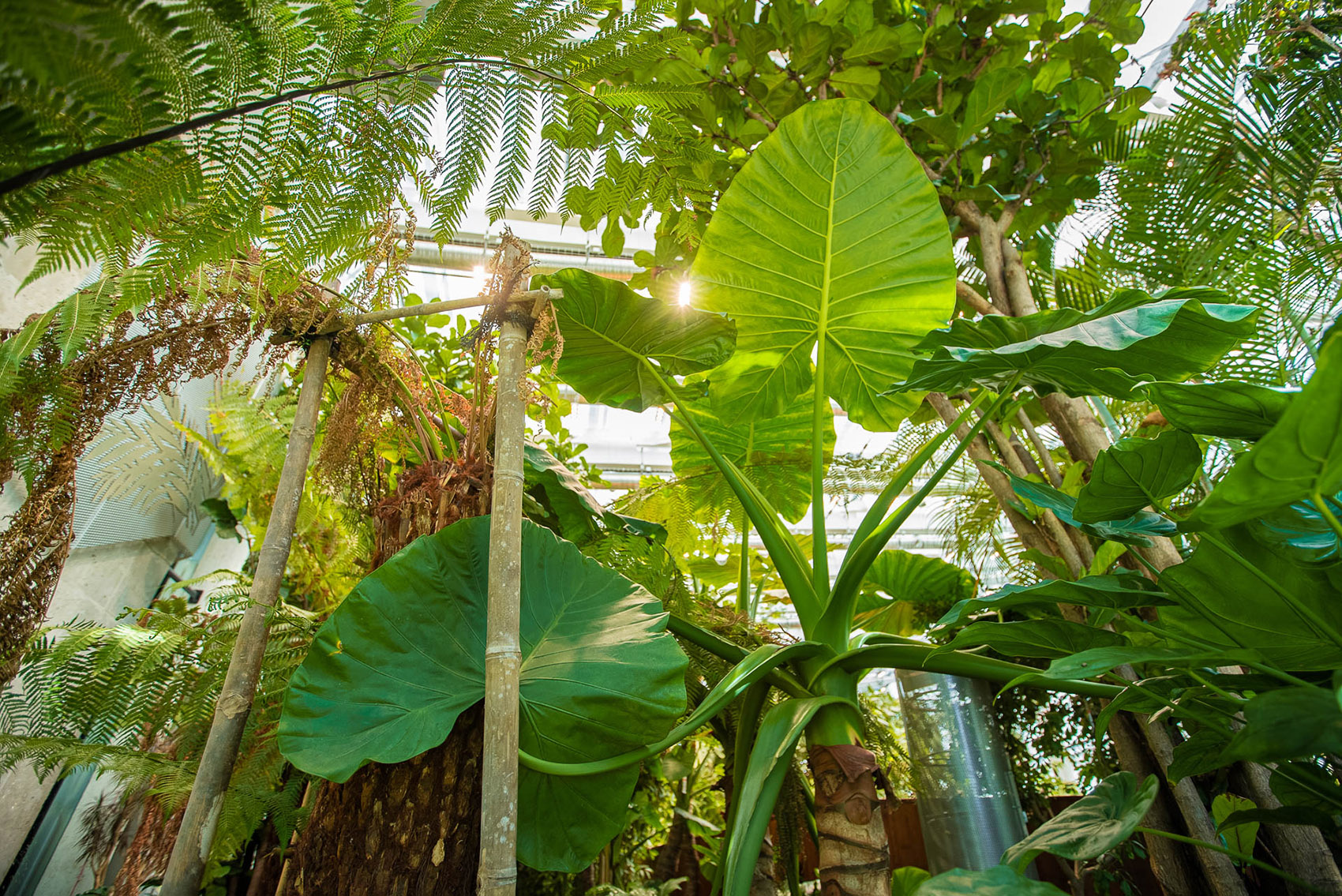Exotic Garden at Workplace by MalinowskiDesign Urban landscape