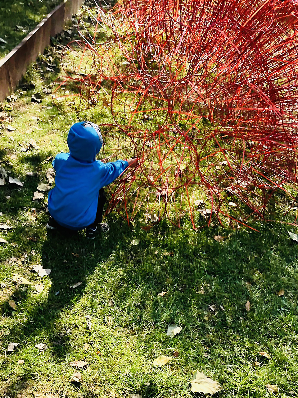 red rock china by beijing forestry university