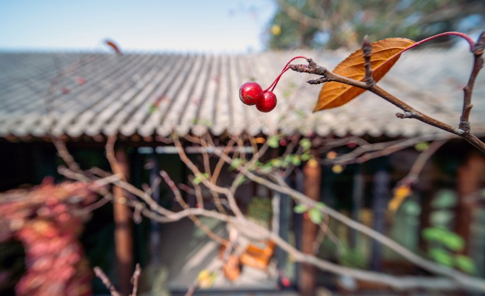 shiyuan by days in yard workshop