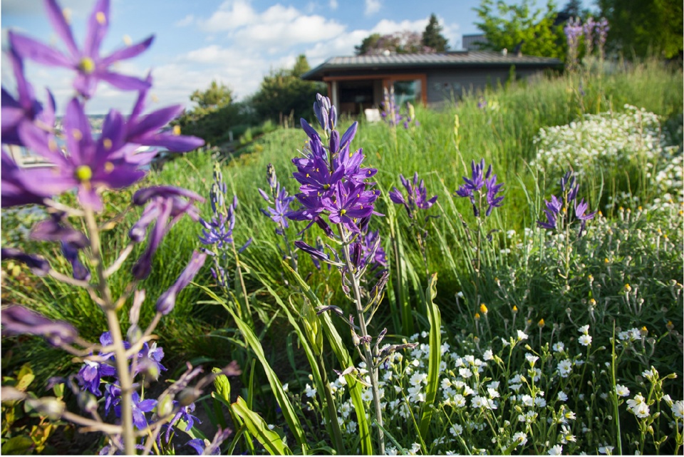 2020 asla residential design award of honor a shoreline re imagined broadhurst associates