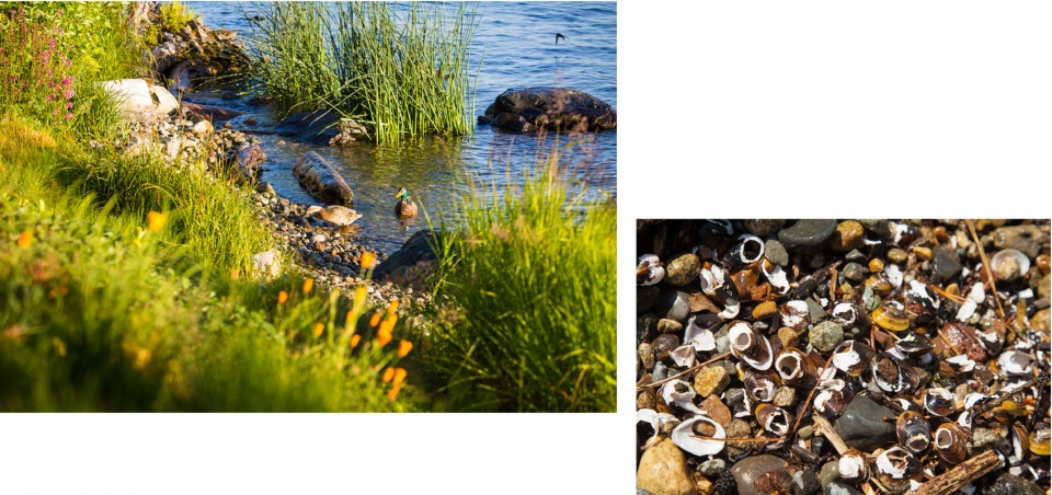 2020 asla residential design award of honor a shoreline re imagined broadhurst associates