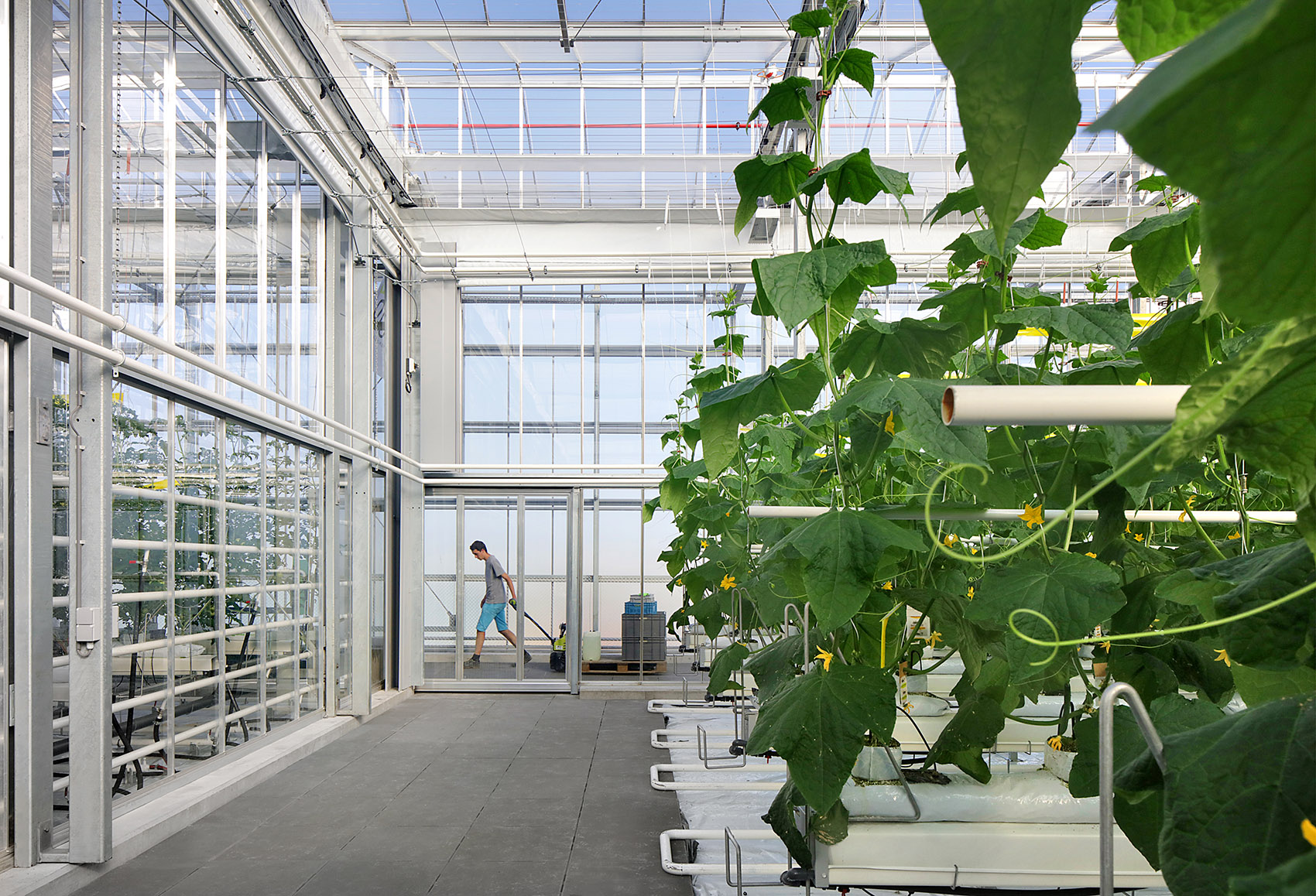Rooftop Greenhouse Agrotopia Research center for urban horticulture