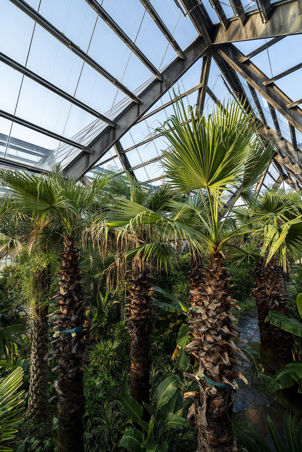 Hengshui Botanical Garden Greenhouse Exhibition Hall Interval Architects