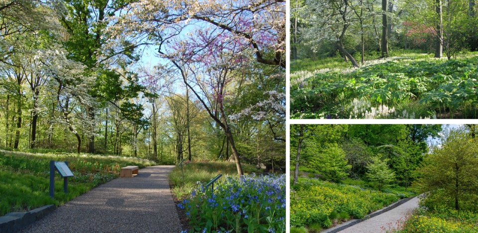 2020 asla general design award of honor the native plant garden at the new york botanical garden ovs