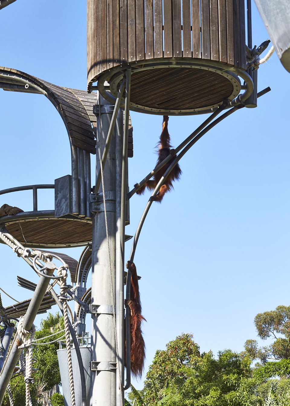 perth zoo orang utan exhibit by iredale pedersen hook