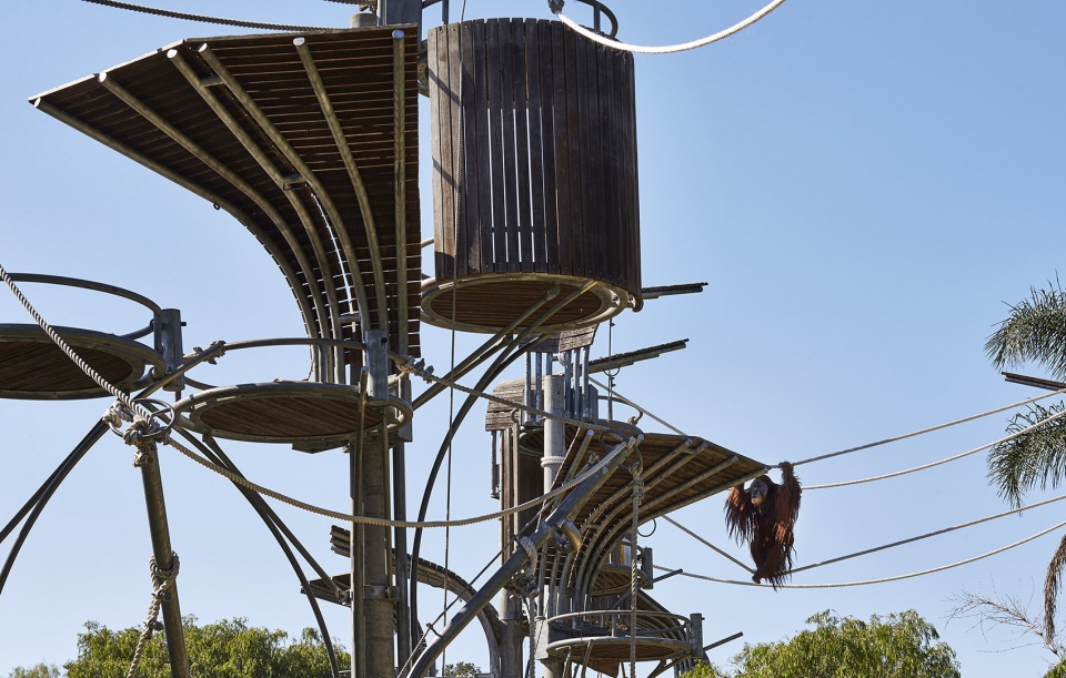perth zoo orang utan exhibit by iredale pedersen hook