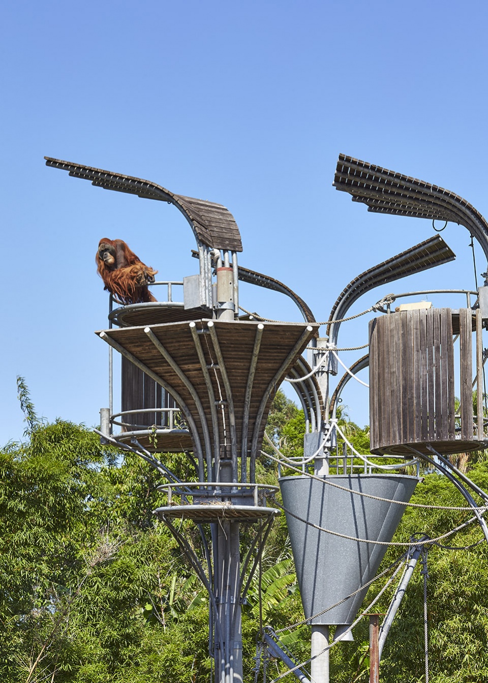 perth zoo orang utan exhibit by iredale pedersen hook