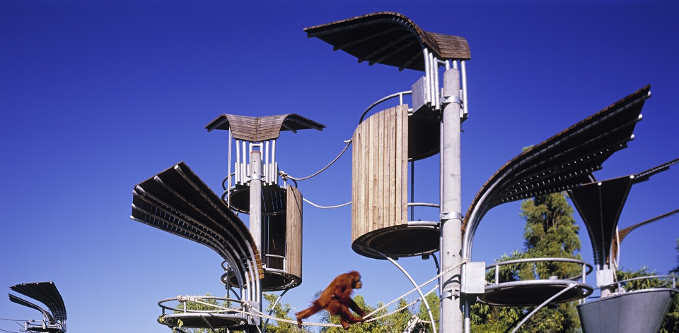 perth zoo orang utan exhibit by iredale pedersen hook