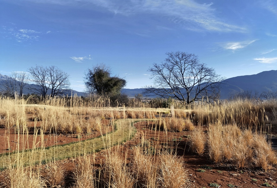 Wilderness Garden and Amphitheater Zscape