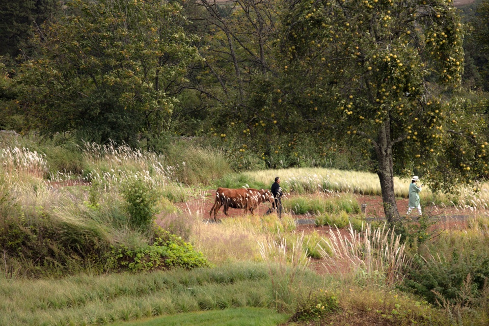 Wilderness Garden and Amphitheater Zscape