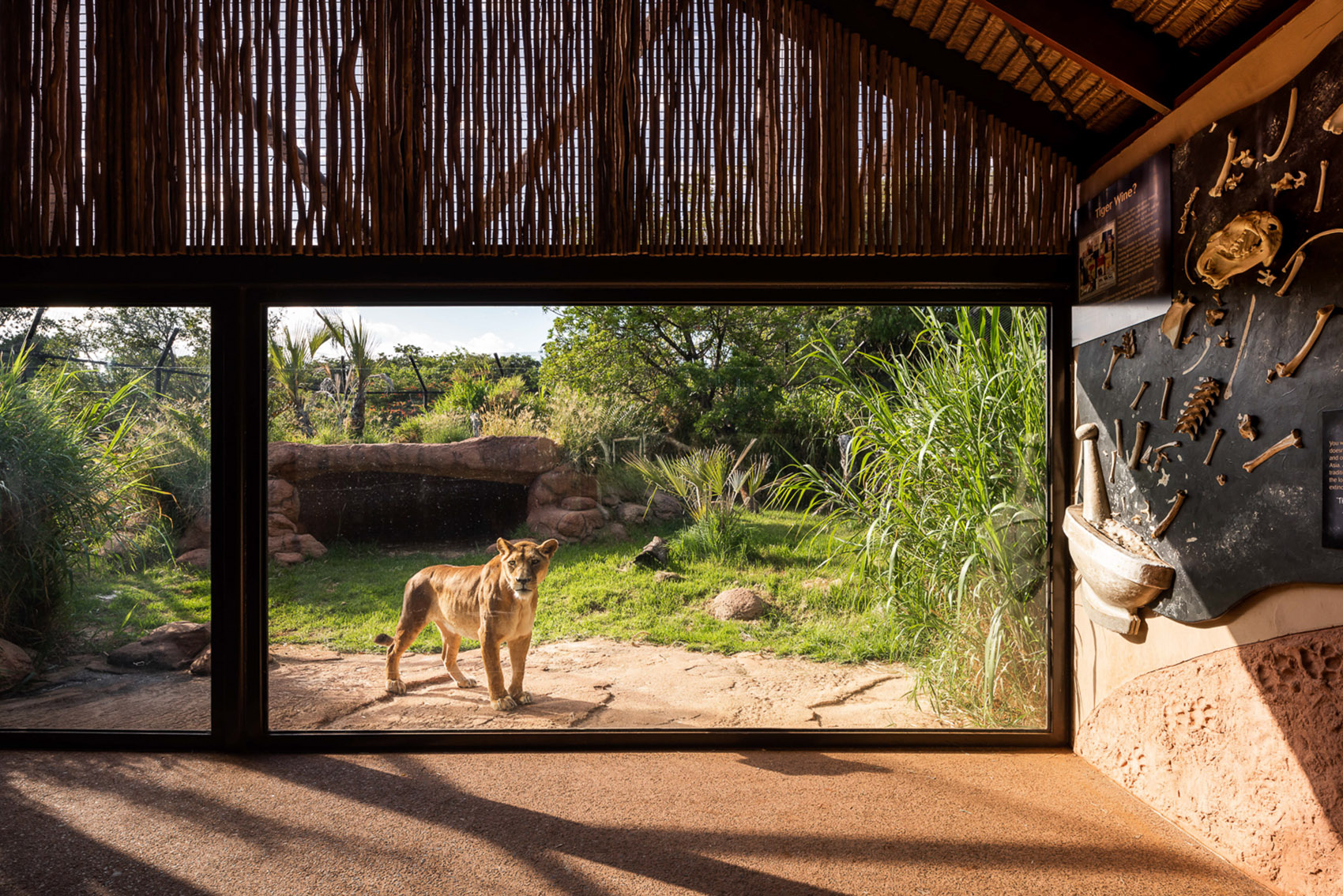 Perth Zoo Lion Exhibit, Australia by Iredale Pedersen Hook - 谷德设计网