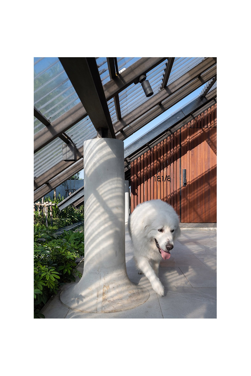 a DOG HUMAN EKAR