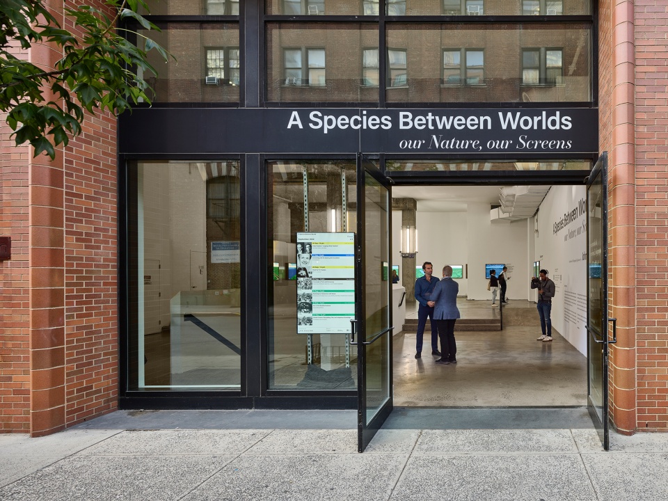 a species between worlds by mesh architectures