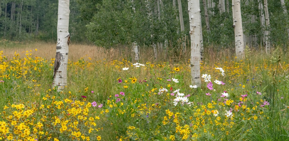 2021 asla residential design award of honor highlands retreat by design workshop