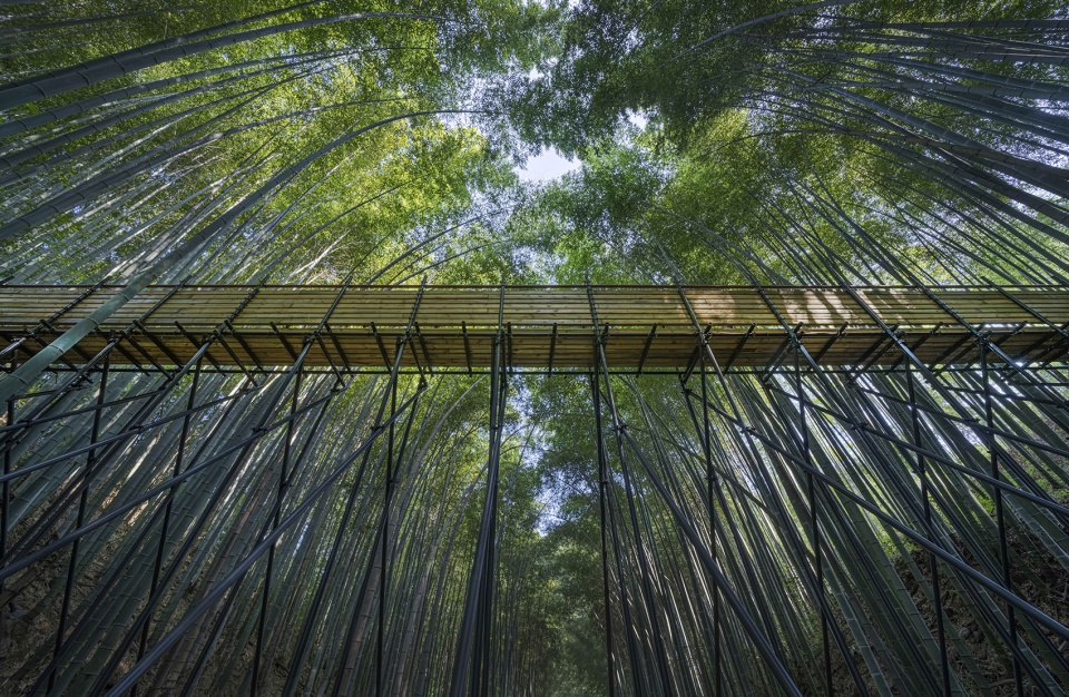 Bamboo Forest Walking Path at Sun Township Huoshan County Anhui Province by Fu Yingbin Studio