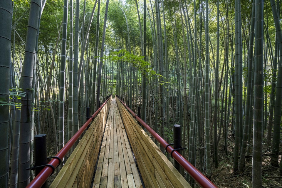 Bamboo Forest Walking Path at Sun Township Huoshan County Anhui Province by Fu Yingbin Studio