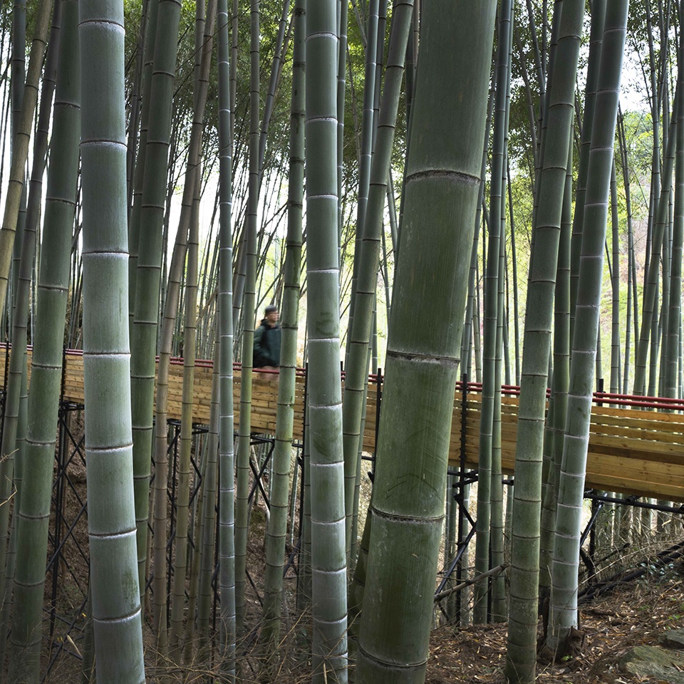 Bamboo Forest Walking Path at Sun Township Huoshan County Anhui Province by Fu Yingbin Studio