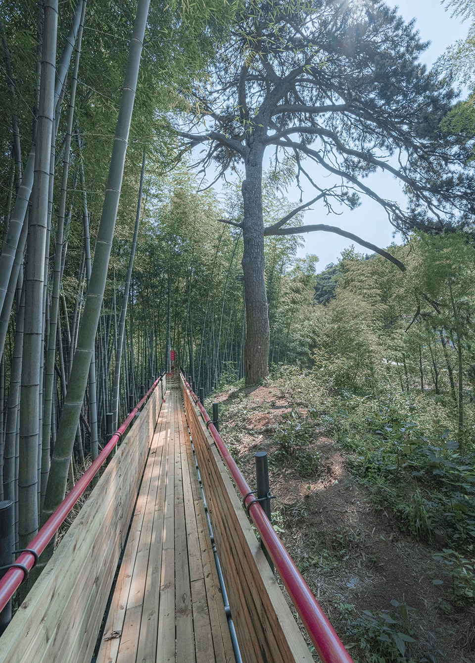 Bamboo Forest Walking Path At Sun Township Huoshan County Anhui