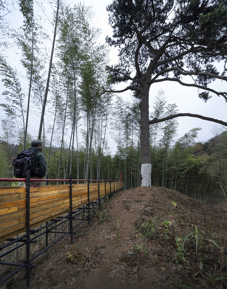 Bamboo Forest Walking Path at Sun Township Huoshan County Anhui Province by Fu Yingbin Studio
