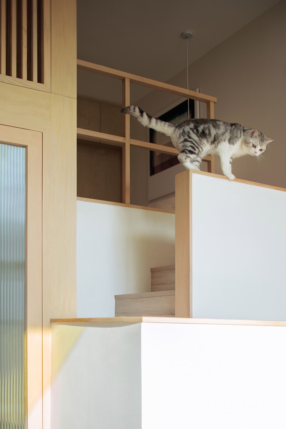 home for a girl and six cats residential unit design by jiejie studio