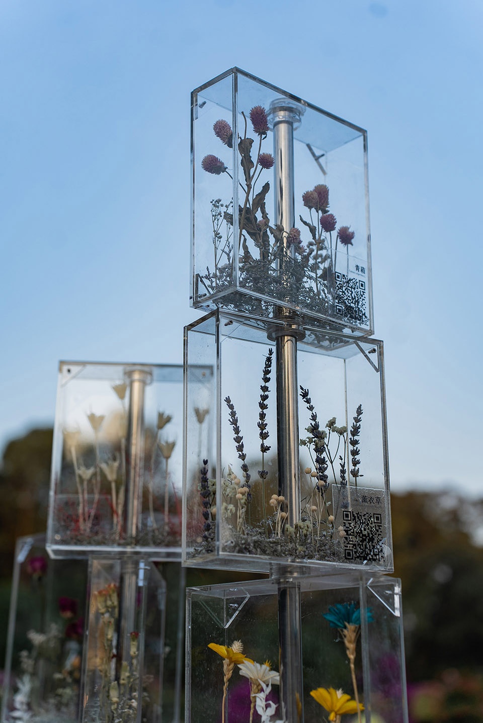 The Frozen Flower Gallery A garden of 2021 Shenzhen Bougainvillea Show by School of Architecture and Urban Planning Shenzhen University i54