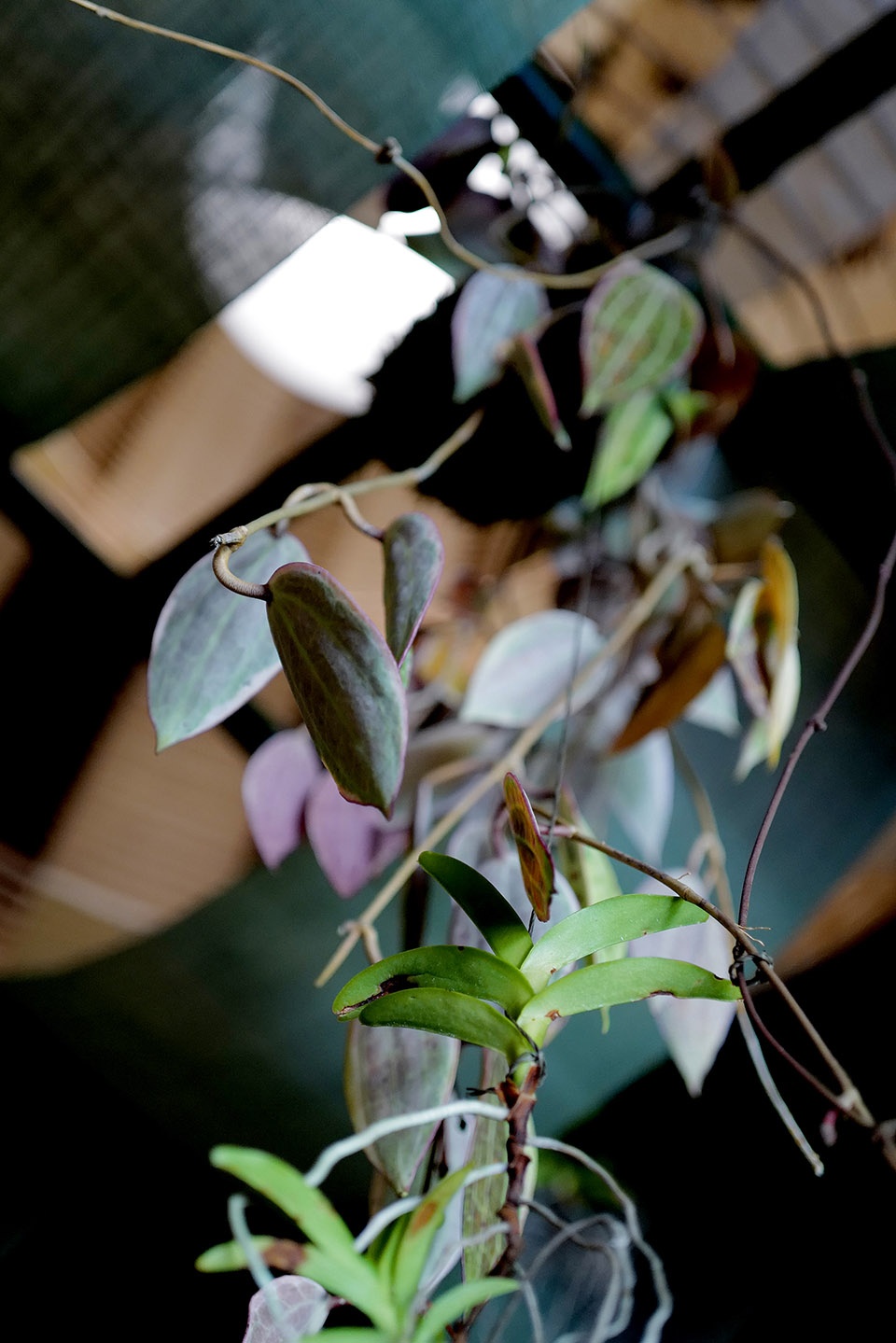 Noma Kyoto OEO Studio