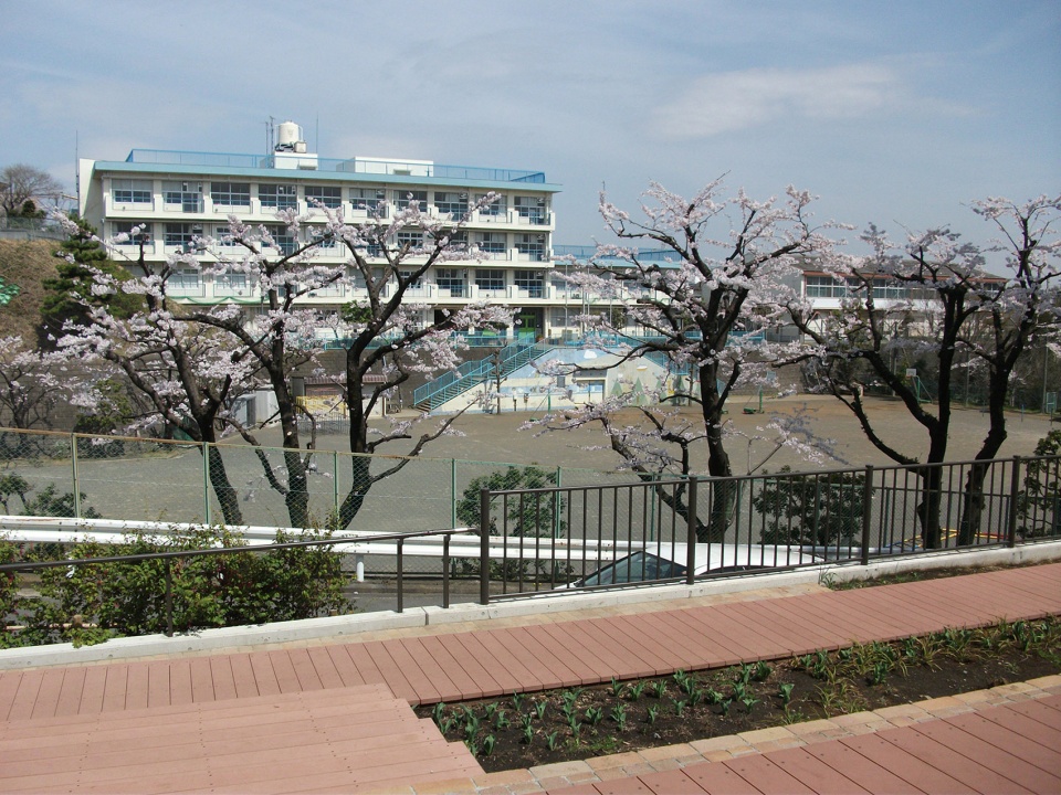 坐在谈天平台上欣赏小学校园的樱花