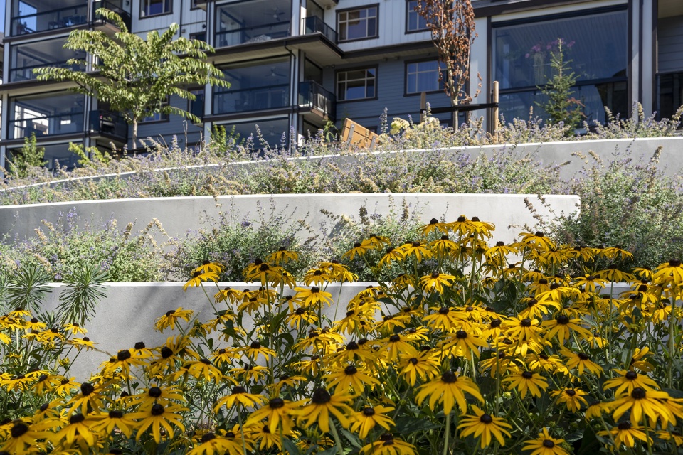 Goldenview Park PMG Landscape Architects