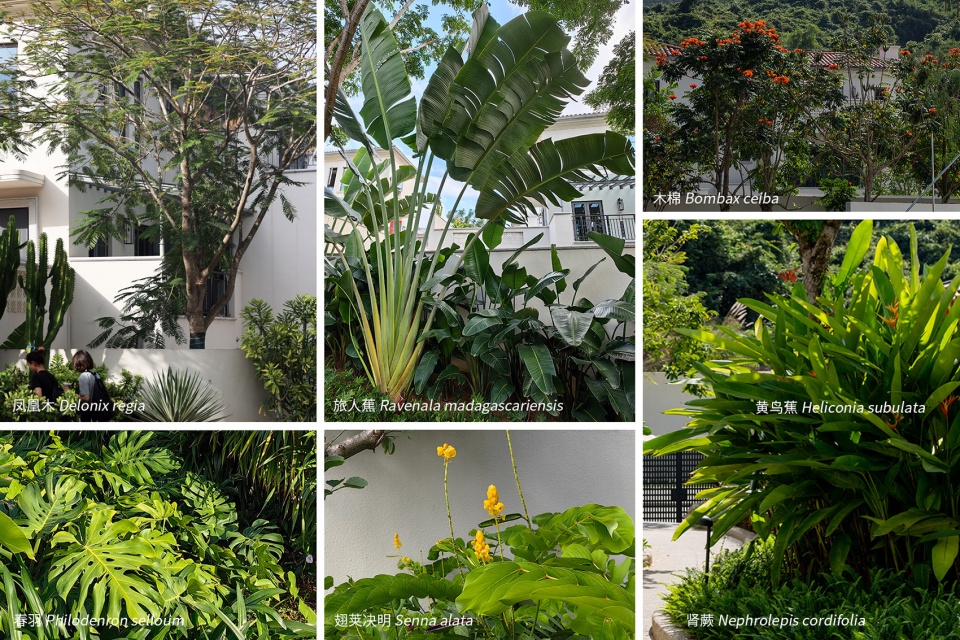 aranya sanya south garden by zscape