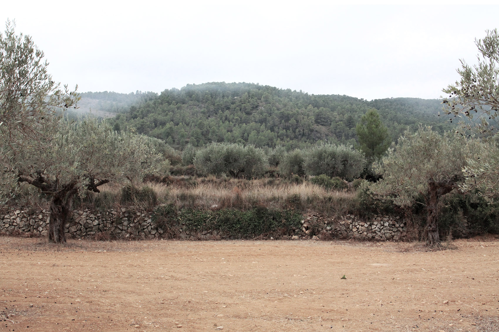 The Olive Grove House by Balzar Arquitectos 谷德设计网