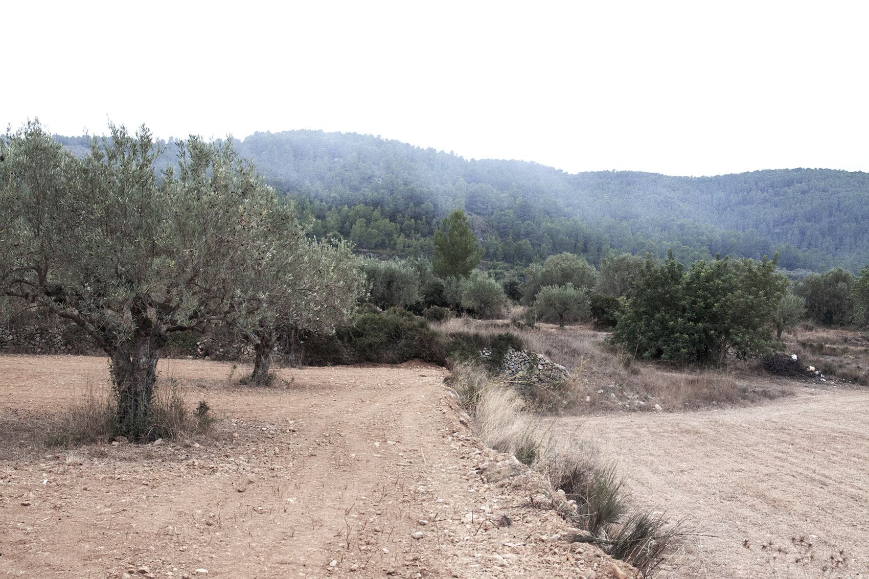 The Olive Grove House by Balzar Arquitectos 谷德设计网