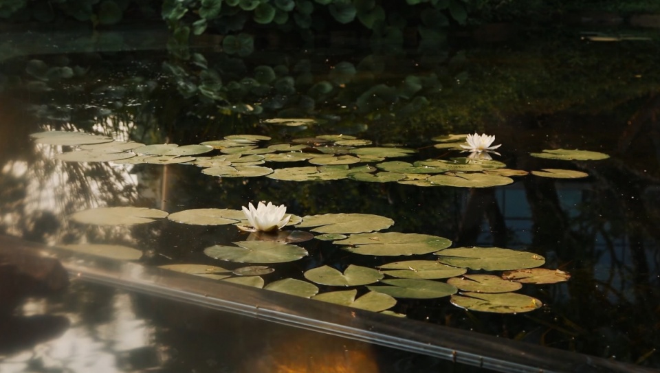 chengdu chenjia jiabaidao by wtd weitu