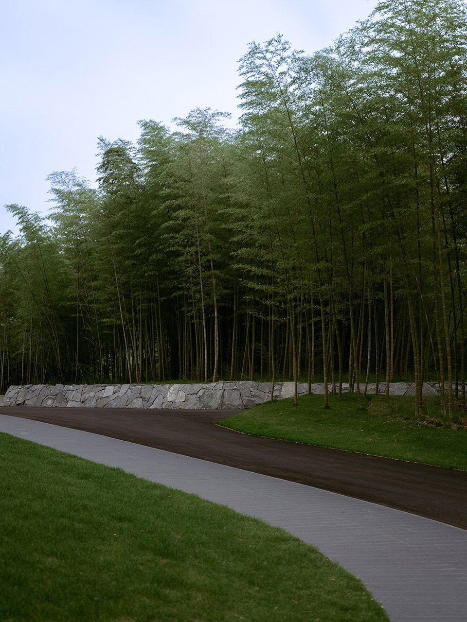 竹林的边界The border of a bamboo forest ©️王宁