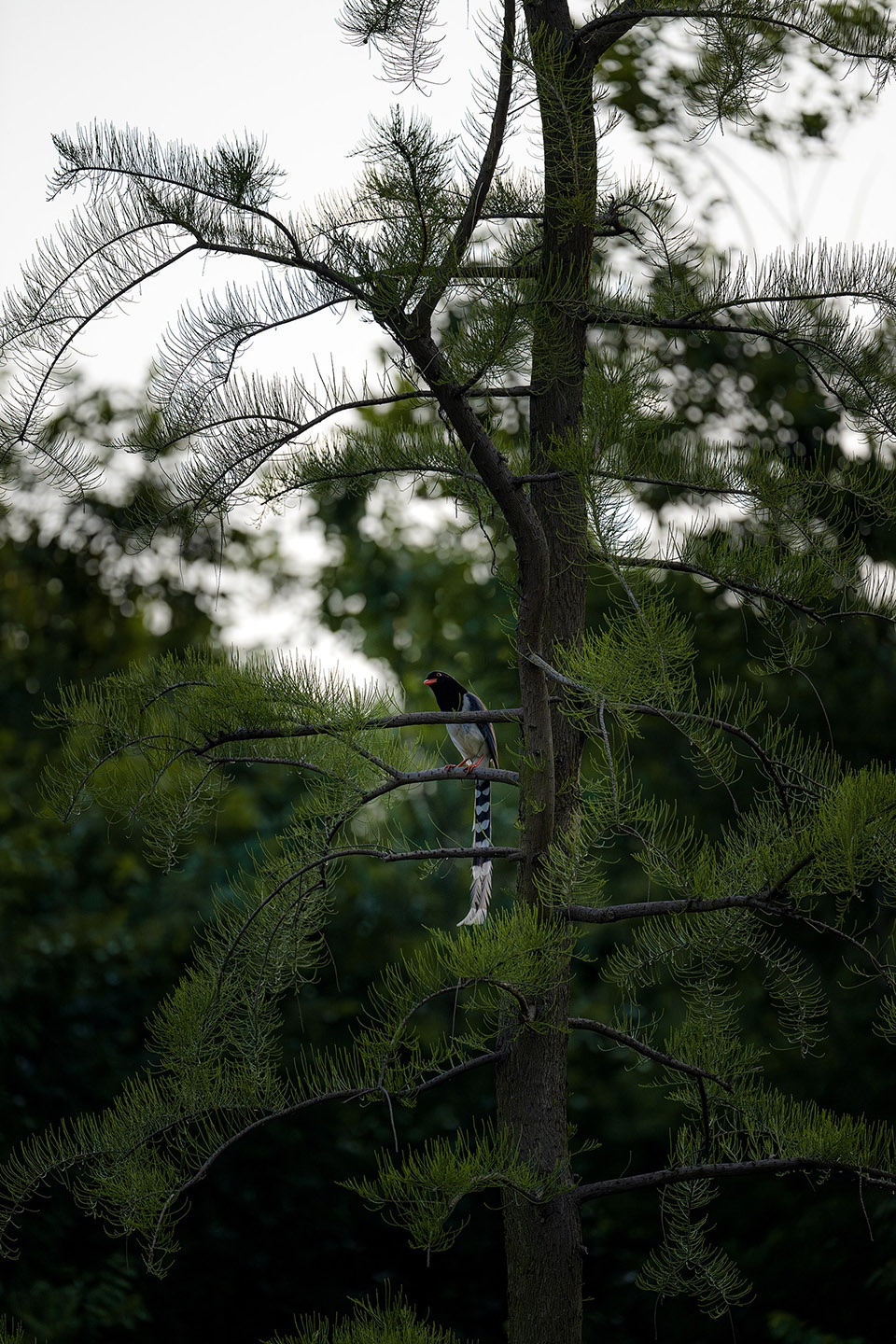 林中的“精灵” Elves in the forest©️王宁