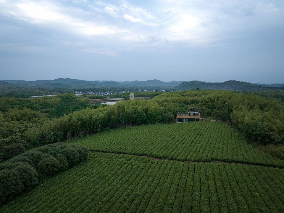 茶田Tea field ©️王宁