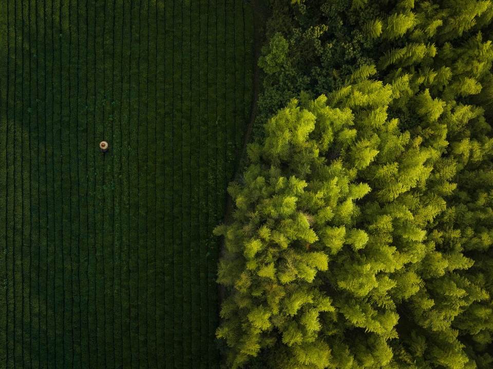 陶砖效果Tea field ©️王宁