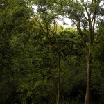 宜兴窑湖小镇晴雨湖公园景观设计，江苏 / 承迹景观