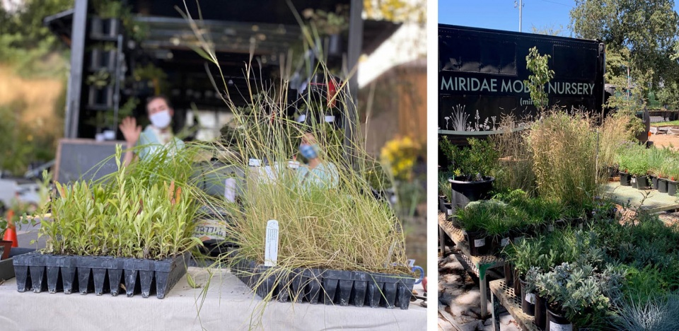 2022 asla communications award of honor miridae mobile nursery growing a native plant community