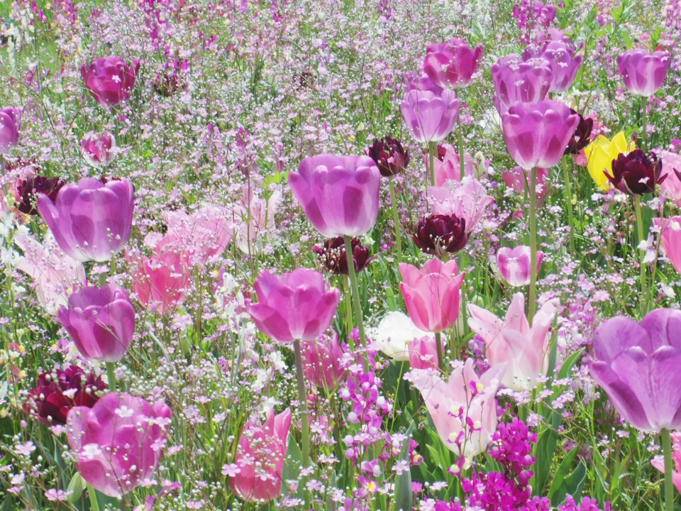 floral satoyama garden by yoshiki toda landscape architecture IMGP0228