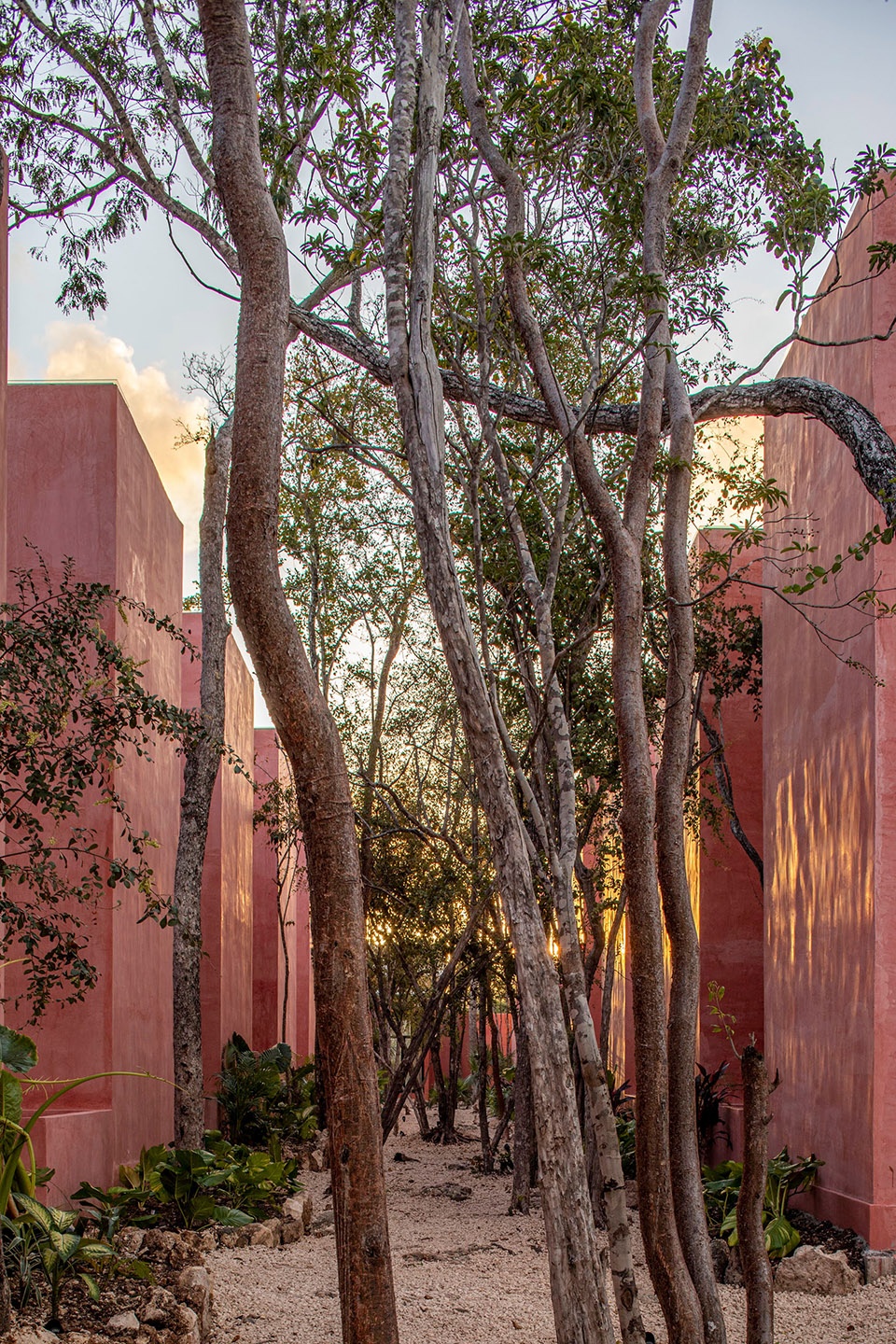 TULIX COYOTE ARQUITECTURA