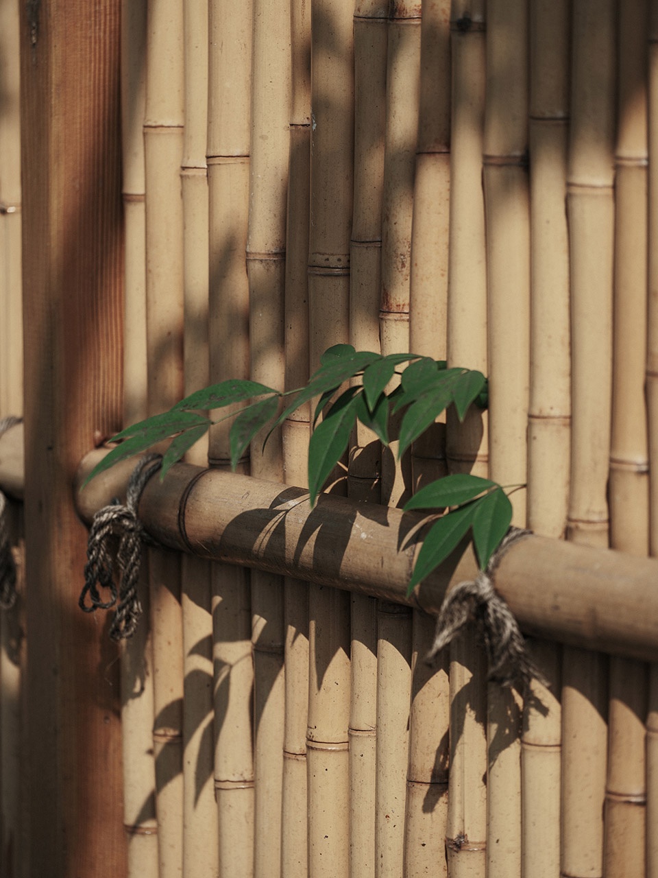 Angsana Chengdu Wenjiang by CCD