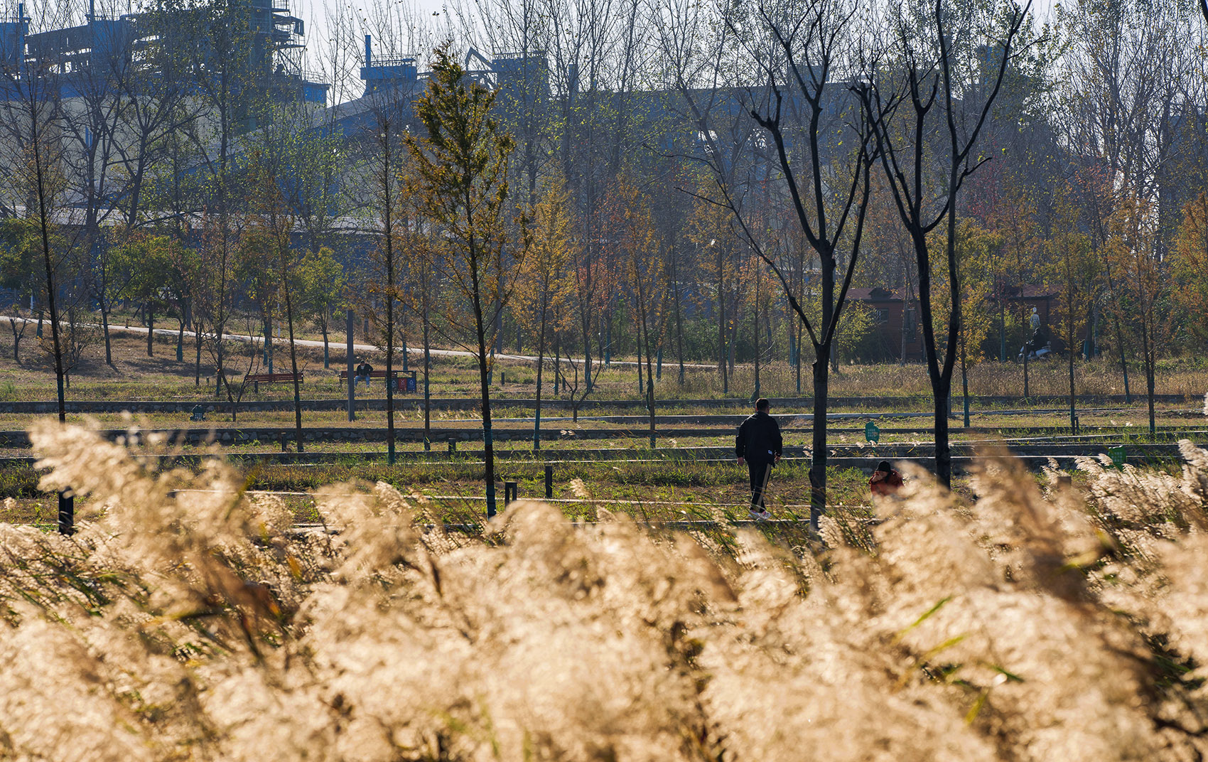 zhoukou-shahewan-wetland-park-china-by-beijing-sunshine-landscape-co